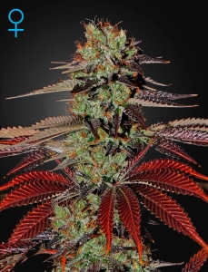 King’s Kush Auto Hanfsamen