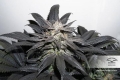 Bubba Island Kush