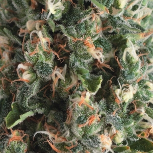 Auto Super OG Kush Hanfsamen