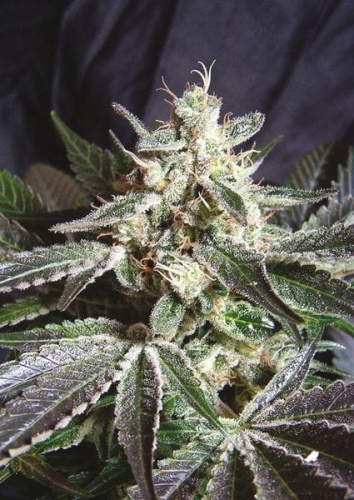 Black Jack