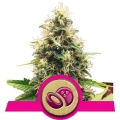 Somango XL 