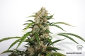 Auto Orange Bud®