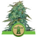 Royal Haze Auto