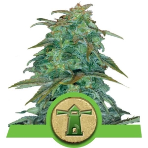 Royal Haze Auto Hanfsamen