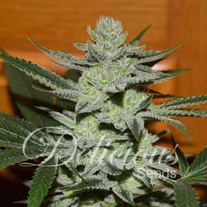 Desconocida Kush Hanfsamen