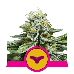 Sherbet Queen  Hanfsamen