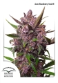 Auto Blackberry Kush