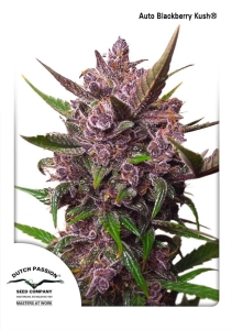Auto Blackberry Kush Hanfsamen