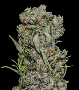 White Critical Express Hanfsamen