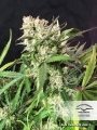 Auto Cinderella Jack