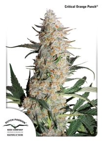 Critical Orange Punch Hanfsamen