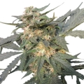 Royal Haze Auto