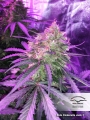 Auto Cinderella Jack