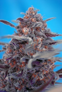 Devil Cream Auto Hanfsamen