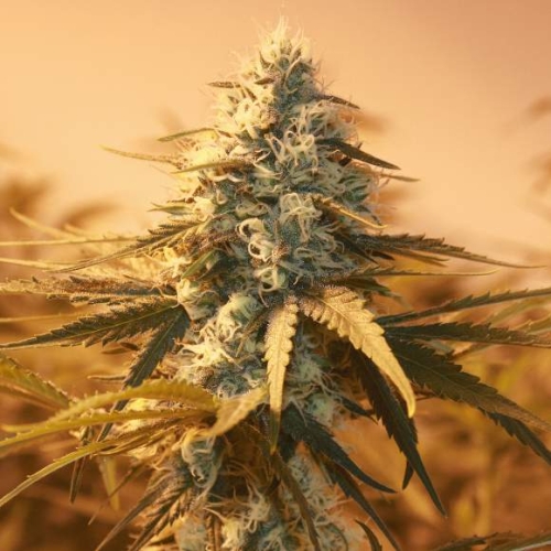 AK-48