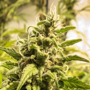 Somango XXL Hanfsamen