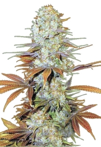 CBD Mango Hanfsamen