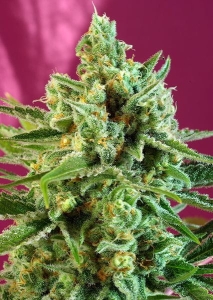 S.A.D. Sweet Afgani Delicious CBD Hanfsamen