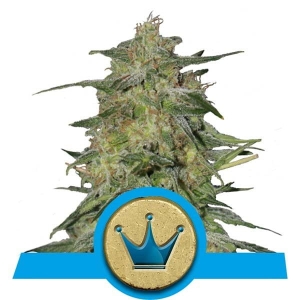 Royal Highness CBD Hanfsamen
