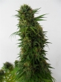 Snow Bud