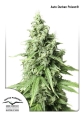 Auto Durban Poison