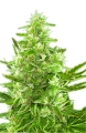 CRITICAL auto