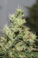 CBD Kush