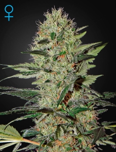 Exodus Cheese Auto CBD Hanfsamen