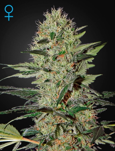 Exodus Cheese Auto CBD