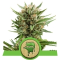 Sweet Skunk Automatic