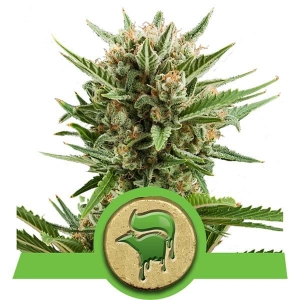 Sweet Skunk Automatic Hanfsamen