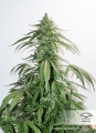 CBD Auto White Widow