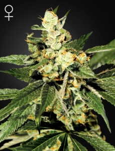 Trainwreck Hanfsamen