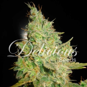 Critical Kali Mist Hanfsamen