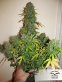 Auto SnowStorm #2