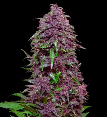 Purple Mazar Auto