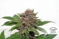 Strawberry Cough ®