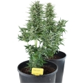 Easy Bud Auto