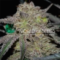 Tonic Ryder CBD (Auto)