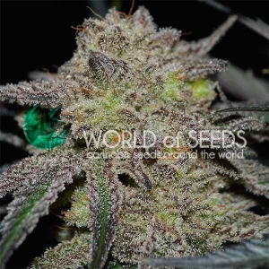 Tonic Ryder CBD (Auto) Hanfsamen