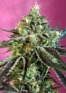 Sweet Nurse Auto CBD Hanfsamen