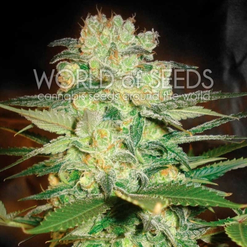 Afghan Kush X White Widow