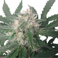 Royal Bluematic Auto