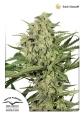 Dutch Cheese