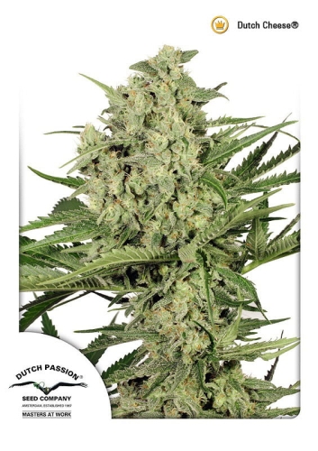 Dutch Cheese