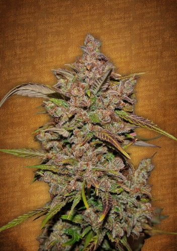 Crystal Meth