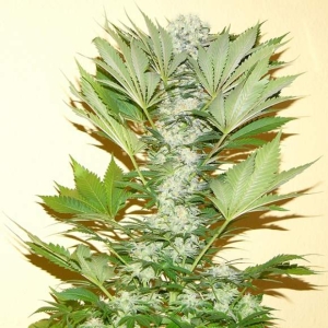 Misty Kush Hanfsamen
