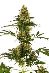 Blue Bullet Auto Hanfsamen