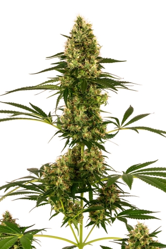 Blue Bullet Auto