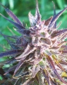 Purple Maroc